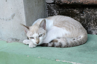 Cat sleeping by wall