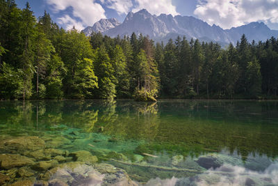 Scenic view of lake by trees in forest