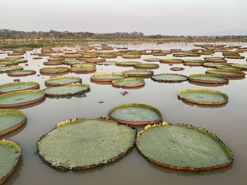 Aerial view of flowers floating on lake against sky