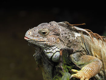 Close-up of lizard