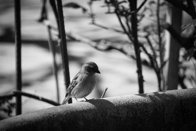 Close-up of bird perching on a wall