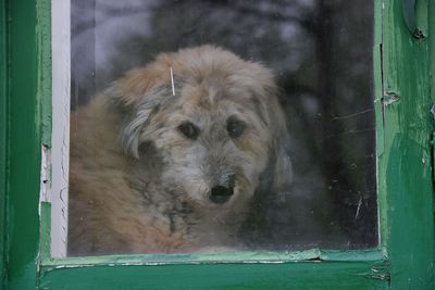 Close-up portrait of dog by window