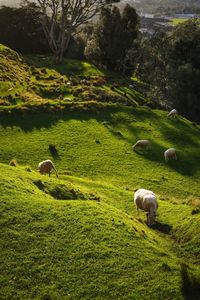 Sheep grazing in a field