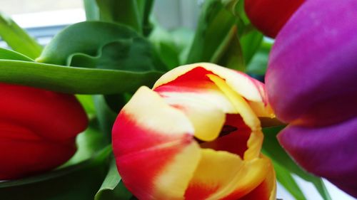 Close-up of red tulips blooming in park