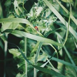 Close-up of insect on leaf