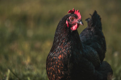 Close-up of rooster on field