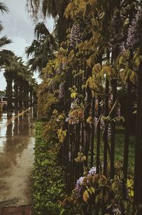 Flowering plants and trees in park against sky