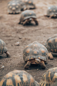 Close-up of turtle on field