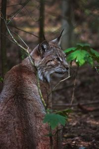 Lion in a forest