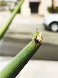 Close-up of insect on leaf