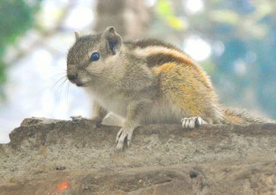 Close-up of squirrel