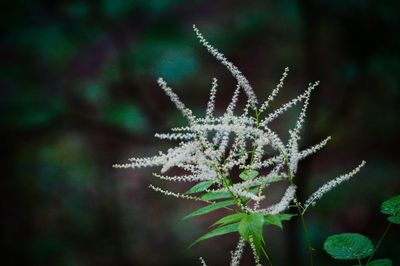 Close-up of plant