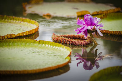 Pink water lily amidst leaves blooming in pond
