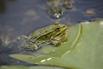 Close-up of frog in water