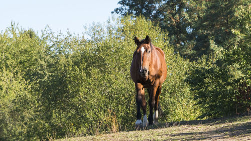 Horse standing in a field