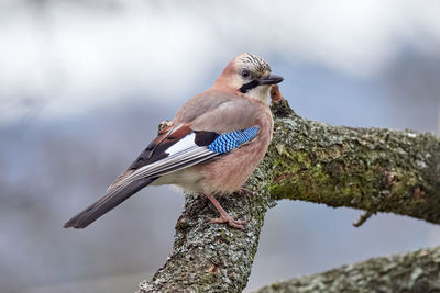 Close-up of bird perching on a branch