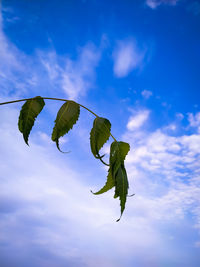 Low angle view of plant against blue sky