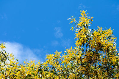 Low angle view of flowering plants against blue sky