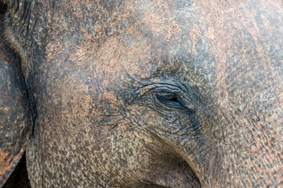 Close-up of an asian elephant eye -elephas maximus, sri lanka