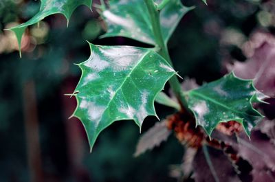 Close-up of autumnal leaves