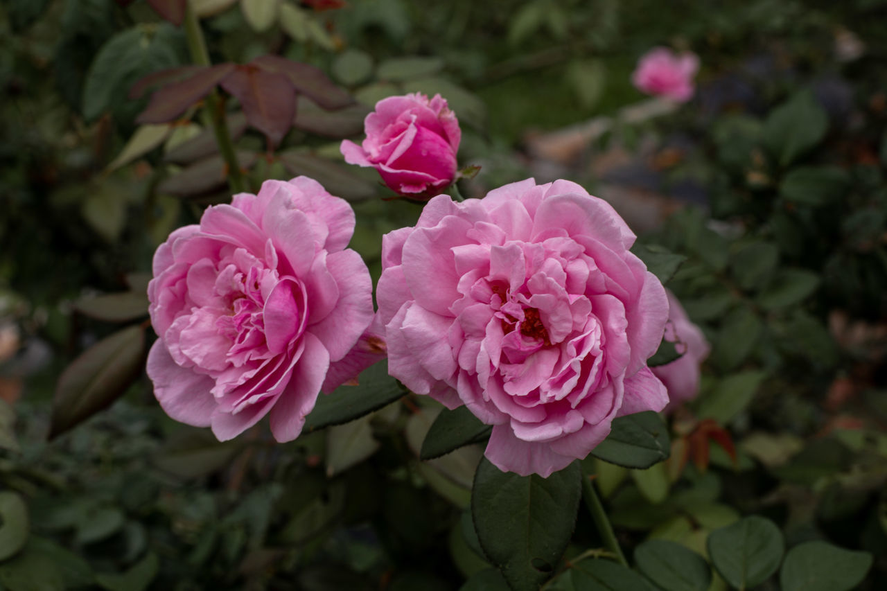 CLOSE-UP OF PINK ROSE WITH PURPLE ROSES