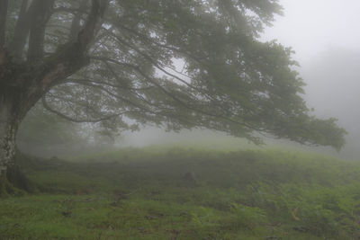 Trees on field