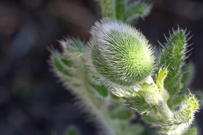 Close-up of succulent plant