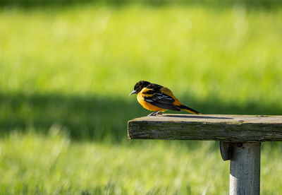 Close-up of baltimore oriole bird perching on a picnic table
