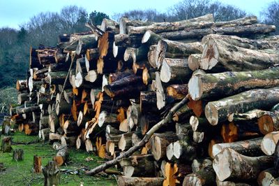 Stack of logs on field