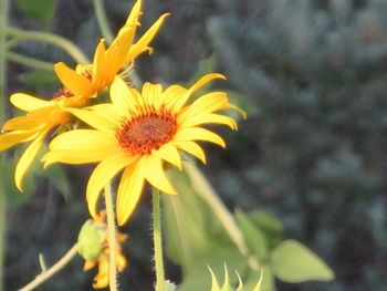 Close-up of yellow flowering plant