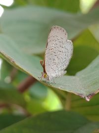 Close-up of butterfly on leaf