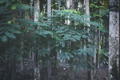 View of plants in forest