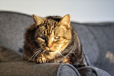 Close-up of cat sitting outdoors