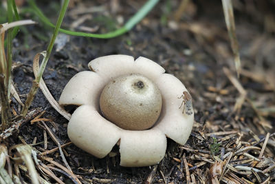 High angle view of mushrooms on field