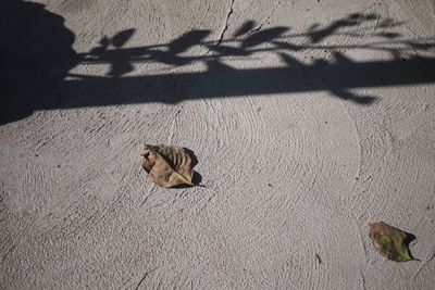 High angle view of cat on shadow