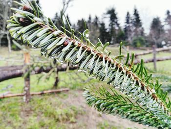 Close-up of plant