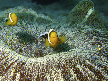 Close-up of fish swimming in sea