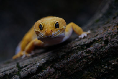 Close-up of lizard on rock