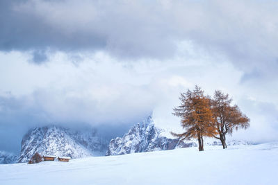 Trees on snow covered land against sky