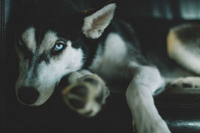 Close-up portrait of dog lying on sofa