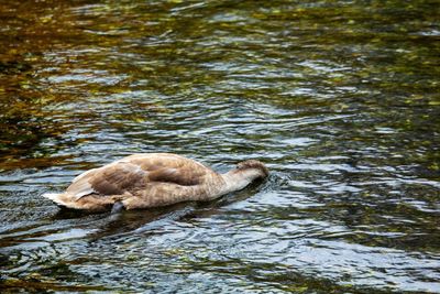 Duck swimming in lake