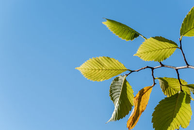 Low angle view of leaves against clear blue sky