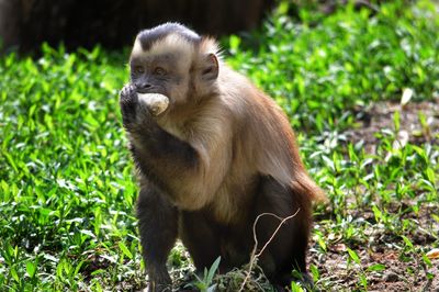 Monkey sitting on a field