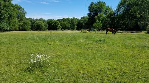 View of sheep grazing in field