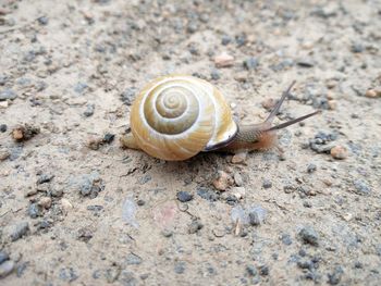 Close-up of snail on rock