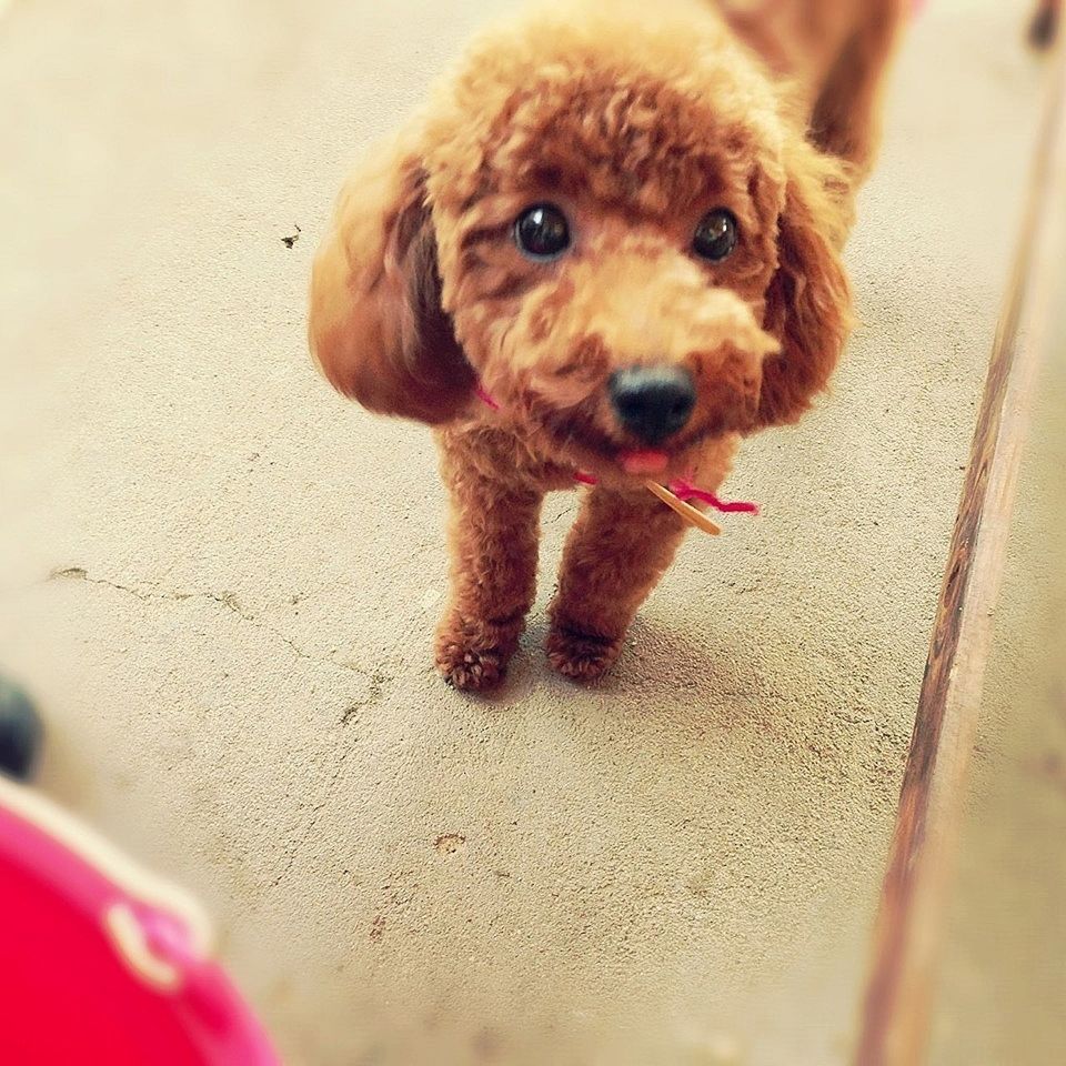 dog, pets, domestic animals, one animal, animal themes, mammal, high angle view, looking at camera, portrait, selective focus, brown, street, cute, full length, puppy, no people, close-up, day, pet collar, flooring