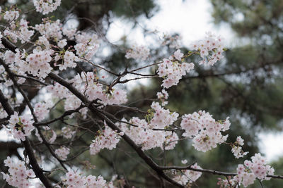 Low angle view of cherry blossoms in spring