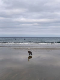 View of seagull on beach