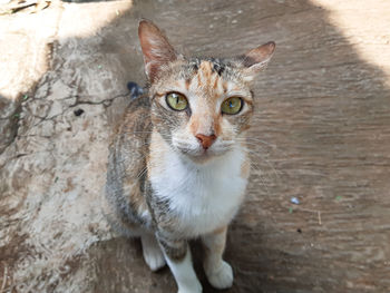 Portrait of cat standing against wall