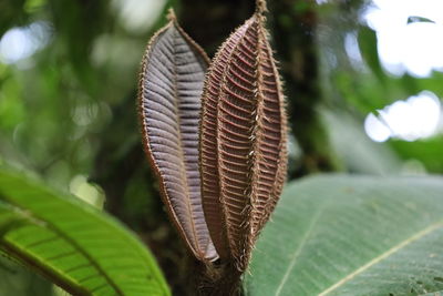 Close-up of plant